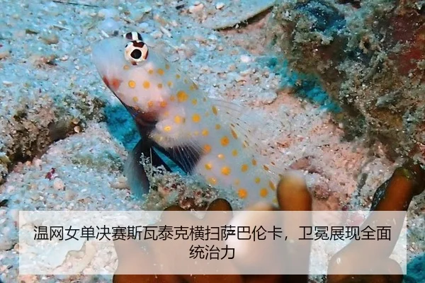 温网女单决赛斯瓦泰克横扫萨巴伦卡，卫冕展现全面统治力